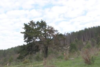 Rogovićima umirali sinovi, a onda im je jedna žena otvorila oči NE VALJA DA VAM KRAVE PASU TAMO GDE JE BILA SVETINJA!