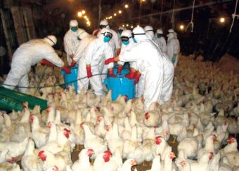 Prvi smrtni slučaj ptičije gripe H3N8 zabilježen u Kini