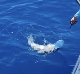 U Jadranskom moru snimljen morski pas