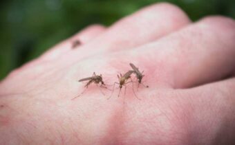 EVROPA U STRAHU Velikom brzinom se širi virus koji prenose komarci