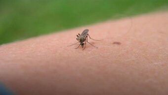 Nekoliko savjeta kako se na prirodan način riješiti komaraca