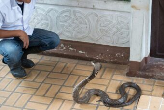 Selo u kojem su zmije otrovnice kućni ljubimci