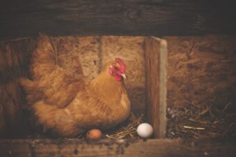Šta je bilo prije, kokoš ili jaje? Možda su istraživači pronašli konačan odgovor