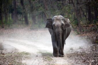 ŽIVJELA 50 GODINA: Uginula najusamljenija slonica Mali