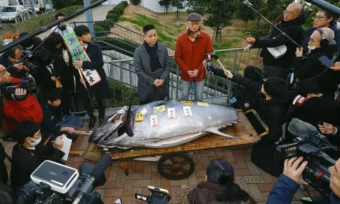 Tuna prodata na aukciji za stotine hiljada eura