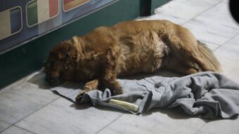 Pas ubijene Tuzlanke Amre Kahrimanović ne odvaja se od kafića kod kojeg je ona upucana