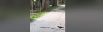 Pogledajte sukob vrane i zmije sa sarajevskih ulica