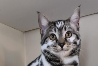 Zbog nevjerovatne boje krzna Chiyo je osvojila internet: Najljepša mačka koju sam ikada vidio