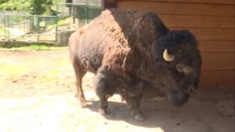 Svadba u sarajevskom Zoološkom vrtu Pionirska dolina: Bizon će uskoro dobiti partnericu