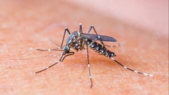 Nevjerovatan slučaj zaraze virusom Zapadnog Nila šokirao i ljekare: Žena preminula nakon uboda komarca u Srbiji