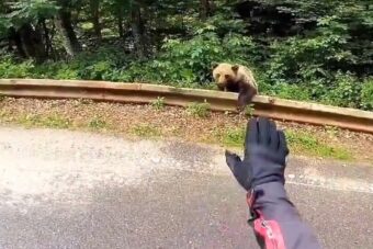 Urnebesan video iz Srbije: Medvjed stajao tik uz cestu, motociklist ga “pitao za put do Valjeva”