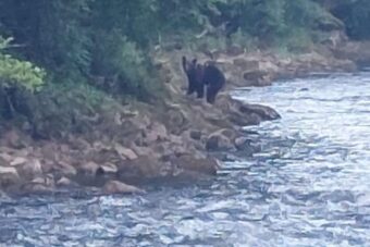 UPOZORENJA RIBOLOVACA I LOVACA: Medvjedi silaze sa Grmeča