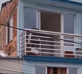 Snimak ljubavnice koja se skriva postao viralan: Na balkon, pa u kutiju