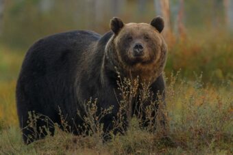 Medvjedica lovca unakazila do neprepoznatljivosti