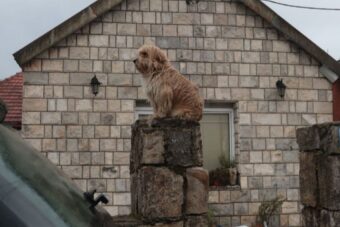 Pas uprkos kiši sjedi na kapiji ubijene braće na Cetinju: Čeka ih, a oni više neće doći