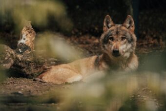 Stiže vučji Mjesec, najviše će uticati na tri znaka zodijaka