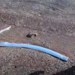 Riba sudnjeg dana na obali Pacifika/Photo: Printscreen