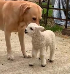 Labrador postao najbolji prijatelj odbačenom jagnjetu, priča ganula mnoge