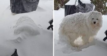 Samojed koji je zaspao za vrijeme snježne oluje oduševio internet