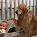 Zlatna retriverka preuzela brigu/Printskrin