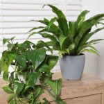 Apsolutno najbolja sobna biljka za početnike/Photo: Shutterstock
