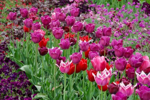 Branje tulipana može vas koštati 13.000 eura / Photo: Pixabay
