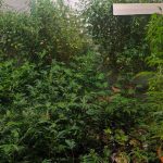 Detalji akcije na Ilidži