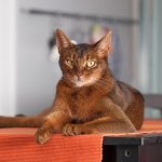 Ove mačke se smatraju najinteligentnijim ljubimcima