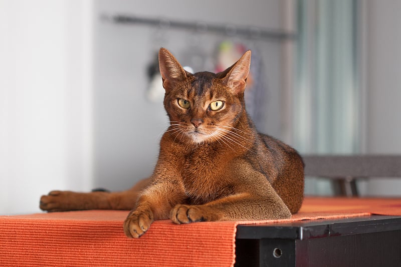 Ove mačke se smatraju najinteligentnijim ljubimcima