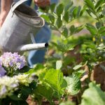 Evo kada treba zalivati biljke