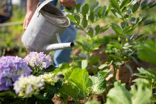 Evo kada treba zalivati biljke