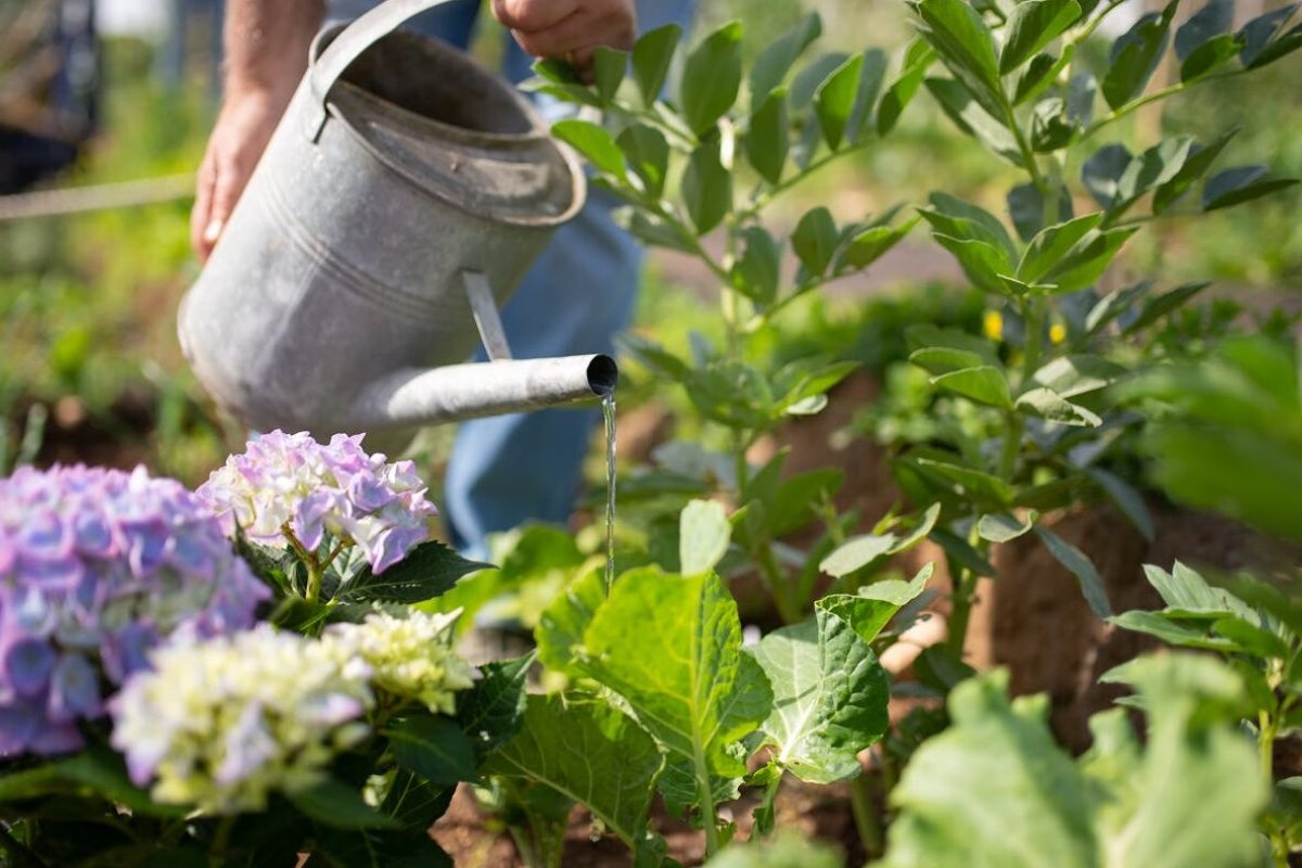 Evo kada treba zalivati biljke