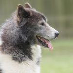 Spasite svog psa od vrućine