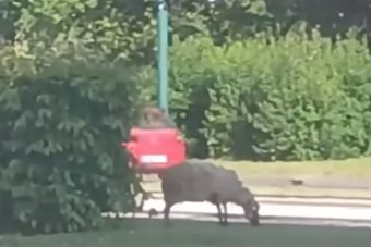 Ovca pobjegla pred Kurban-bajram: “Znala je šta je čeka” (VIDEO)