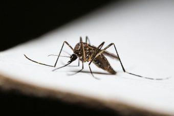 Ovo je trik koji za 30 sekundi uklanja svrab od ujeda komaraca