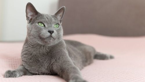 Kako se računaju mačije godine