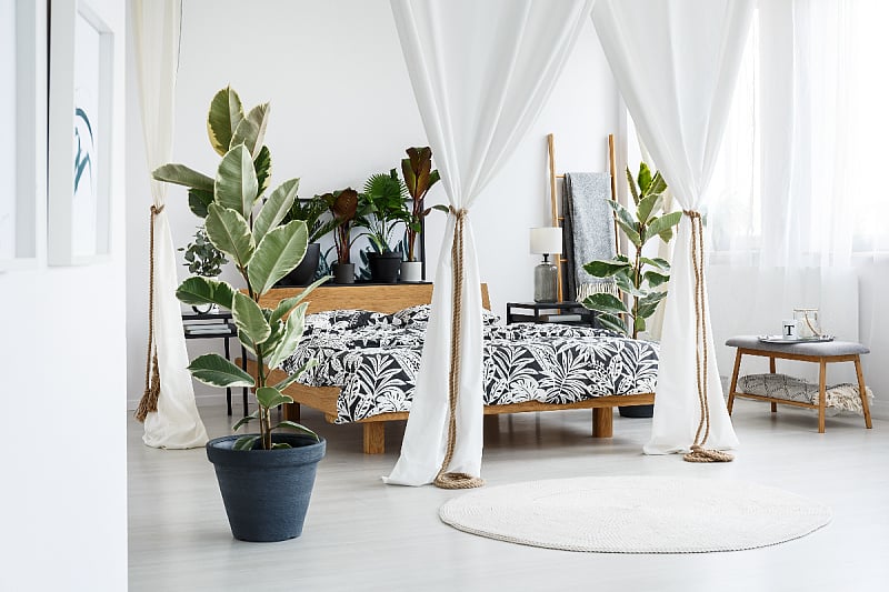 Ove biljke u vašem domu mogu rashladiti