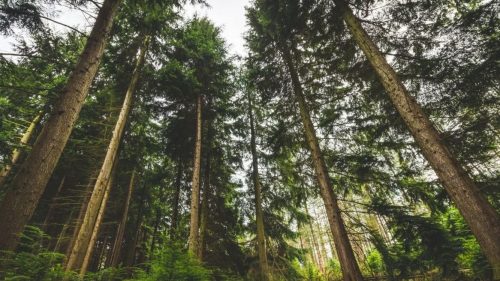 Stabla stara više od 5.900 godina