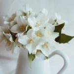 Prednosti cvijeta jasmina