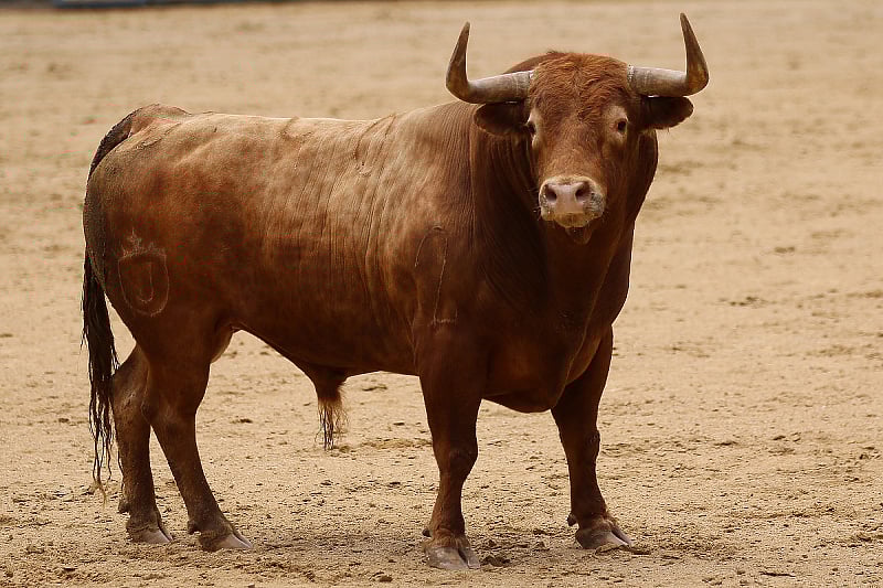 Donji Vakuf: Uhapšene dvije osobe nakon što je bik usmrtio posjetitelja koride