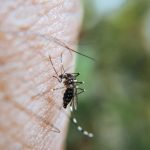 Zašto komarci biraju baš vas