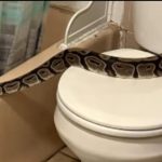 Nesvakidašnji incident