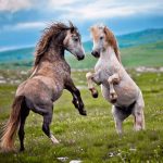 Grad Livno traži ko će se brinuti za divlje konje