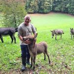 Uzgoj magaraca u BiH sve popularniji