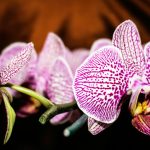 Ne brinite za svoje orhideje