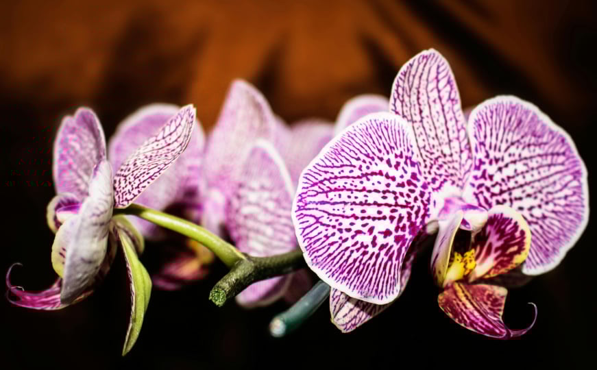Ne brinite za svoje orhideje
