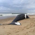 Više od 20 kitova se nasukalo i uginulo na Novom Zelandu!