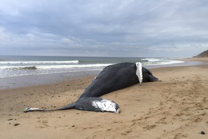 Više od 20 kitova se nasukalo i uginulo na Novom Zelandu!