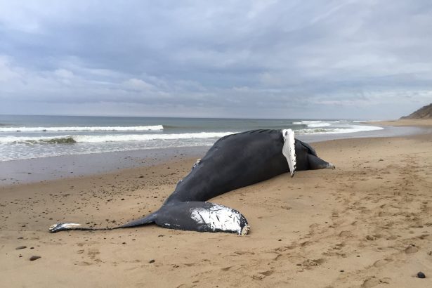 Više od 20 kitova se nasukalo i uginulo na Novom Zelandu!