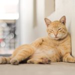 Žute mačke su kraljevi haosa i šefovi sopstvenog svijeta!